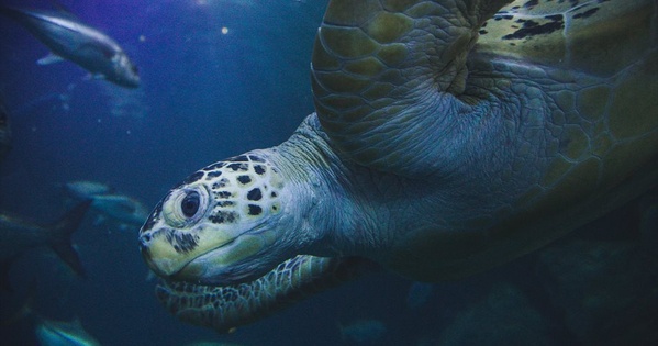 National Marine Aquarium