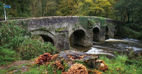 Plym Bridge Woods