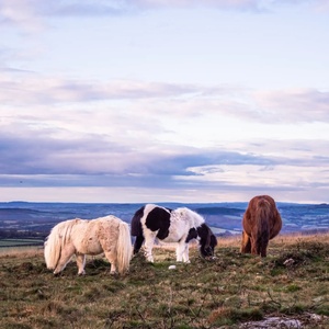 Dartmoor Ponies