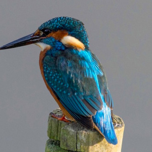 Kingfisher