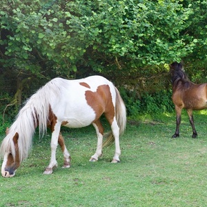 Ponies on Dartmoor 2