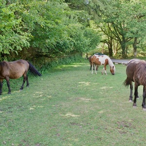 Ponies on Dartmoor