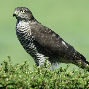 Sparrow Hawk